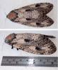 Xyleutes strix